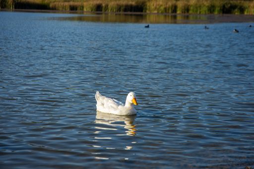 A closeup shot of a white duck on the lake with its children in the background