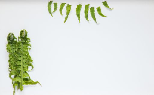 A top view of fern leaves isolated on a white background