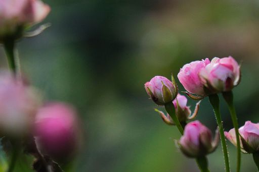 A selective focus of rose 'Mainzer Fastnacht' buds blooming in the garden, surrounded by green leaves
