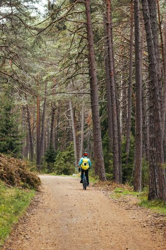 A vertical shot of man riding a bike on valley in a forest with trees in autumn
