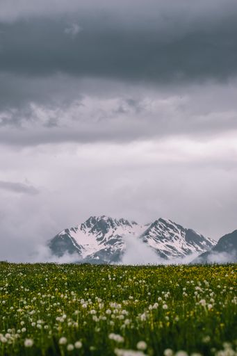 A vertical closeup of white daisy flower field in forest with mountains clouds on top