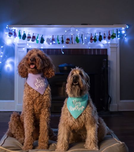 A portrait of a cute Goldendoodle and wheaten terrier with scarfs sitting by the decorated fireplace