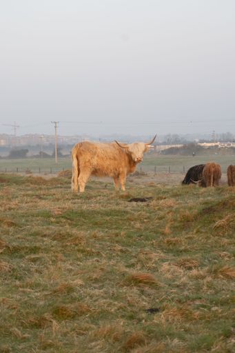 A vertical shot of a fluffy brown highland cow on a rural grassy field
