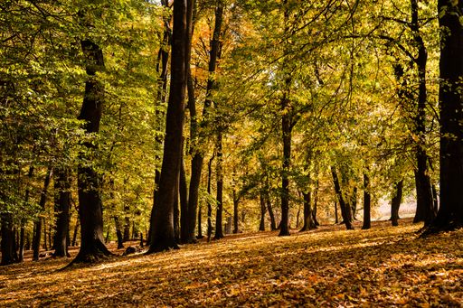 A beautiful shot of the inside a forest in autumn