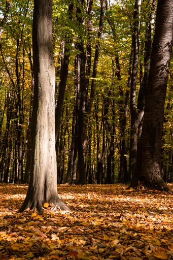 A vertical shot of the inside a forest in autumn