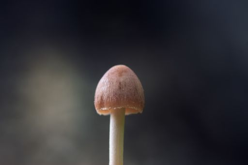 A closeup shot of a brown mushroom under the sunlight