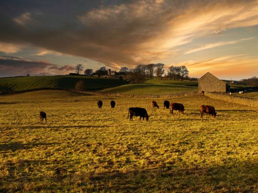 Scenic rural landscape, herd of cows and sheep grazing on green farm pasture under sunset sky against the background of farmhouse in Scotland