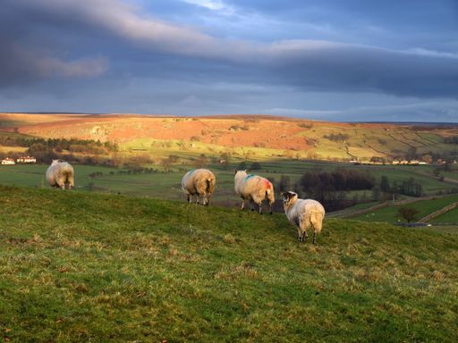 A scenic rural landscape, herd of sheep grazing on green farm pasture under cloudy sky in Scotland