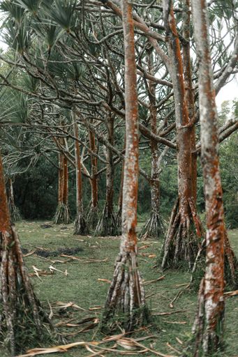 A vertical shot of a common screwpine tree (Pandanus utilis) forest, trees with multiple roots