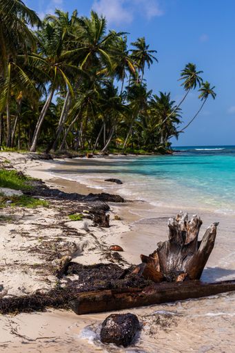 A vertical shot of a beautiful scenery of palm trees at the beach in San Blas Islands, Panama