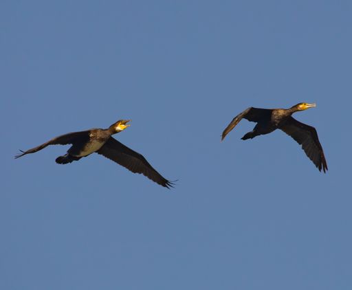 A low angle shot of two cormorant birds flying in the sky