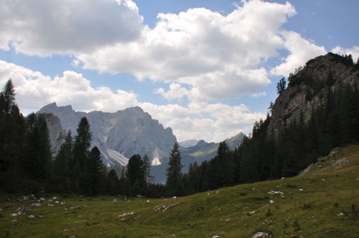 A mesmerizing shot of montane forest with pine trees, with rugged and rocky mountains on the horizon