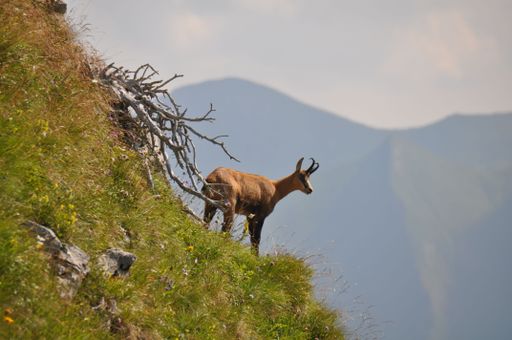 A beautiful brown goat (Capra) on the slope of a hill covered with grass