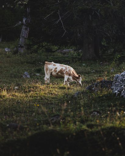 A vertical shot of a brown and white cow grazing in a forest on dark trees background