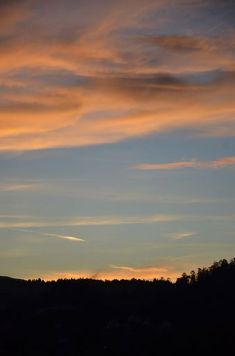 A vertical silhouette of a dense forest against a beautiful yellow cloudy sky