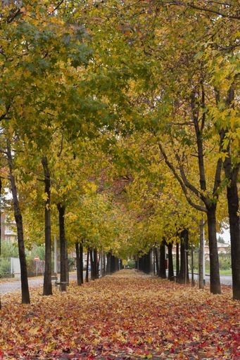 A beautiful vertical shot of an avenue in Autumn - concept of Autumn
