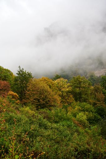 A vertical shot of colorful trees surrounded by thick clouds in Yenokavan, Armenia