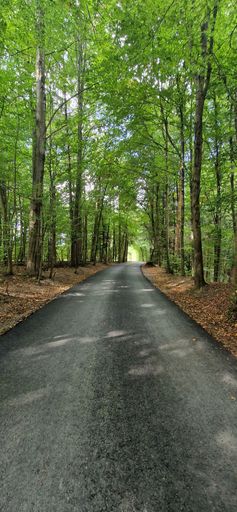 A vertical shot of the empty road surrounded by green trees.