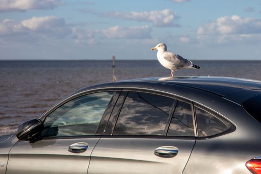 A view of a seagull perched on a car on the background of a sea at Hunstanton beach