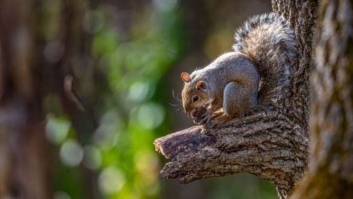 A closeup shot of an adorable and cute squirrel on the tree