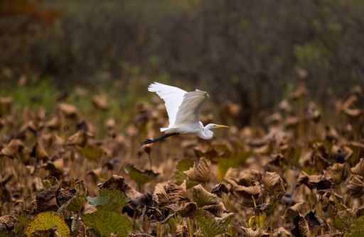 A flying great white egret from a pond, above dry plants