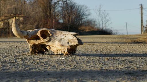 A close-up shot of a cow skull on the ground