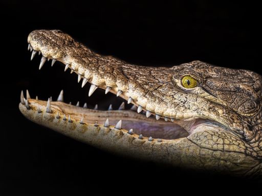 A closeup side portrait of a crocodile with open mouth isolated on a black background