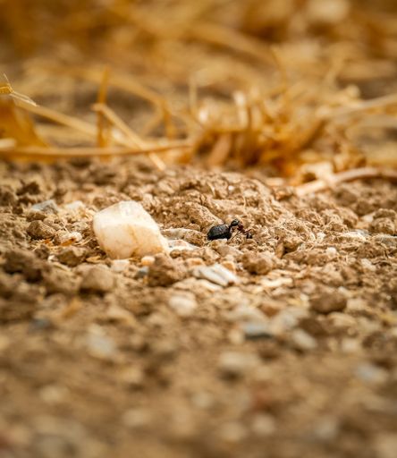 A small ant carrying something to the nest for winter