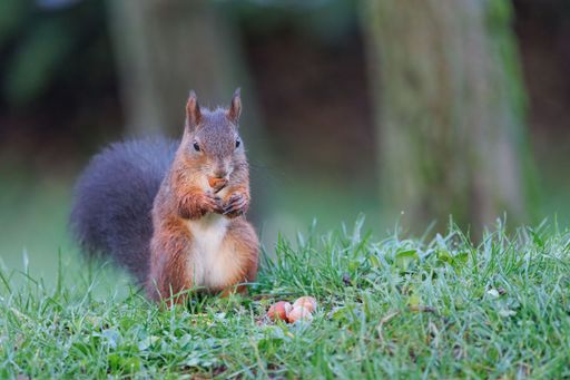 A closeup shot of a Red squirrel eating on a green grass field in a forest