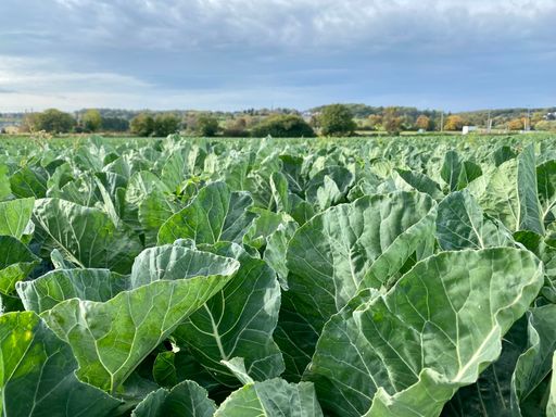 A closeup of leaves of wild cabbage (Brassica oleracea) ina field