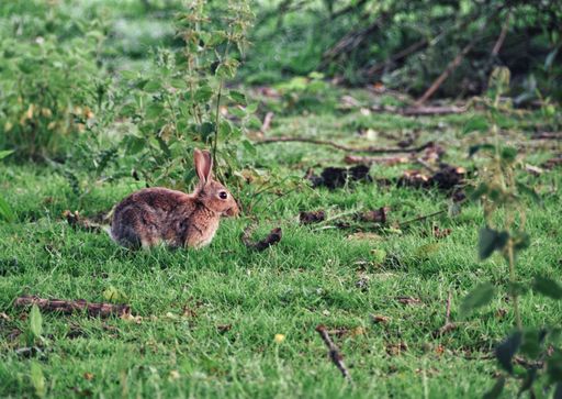 A cute European rabbit sitting on the grass during the daytime