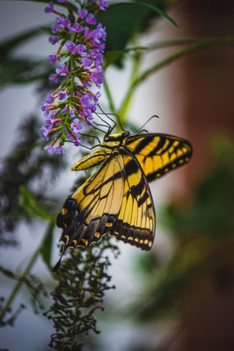 A vertical shot of a butterfly on purple flowers