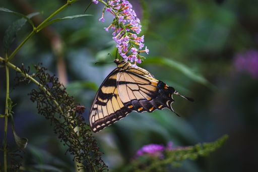 A closeup shot of a butterfly on purple flowers