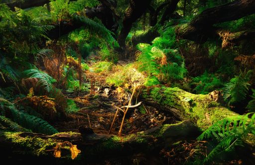 Forest scene with wonderful light spots and shadows, various shades of green, branch with moss, fern in green and red
