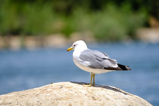 A closeup shot of the lonely seagull perched on the rock overlooking the lake