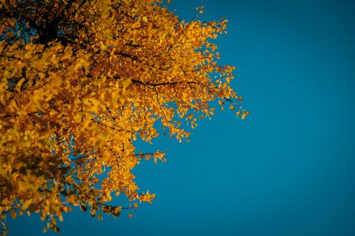 A low angle shot of a thick tree with yellow leaves under the beautiful blue sky