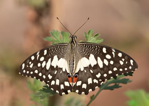 A macro shot of a Lime  butterfly flying over plants on a blurred background