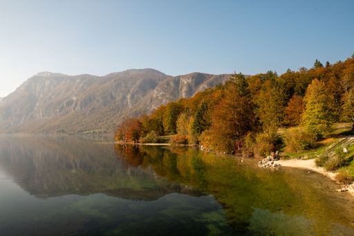 The beautiful mirror lake in Bohinj, Slovenia captured surrounded by lakeside trees in fall colors