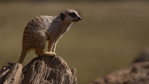 A shallow focus shot of a meerkat standing on a rocky cliff and looking in front of it