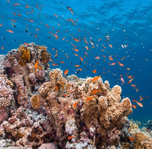 A view beautiful fish swimming around corals under the sea