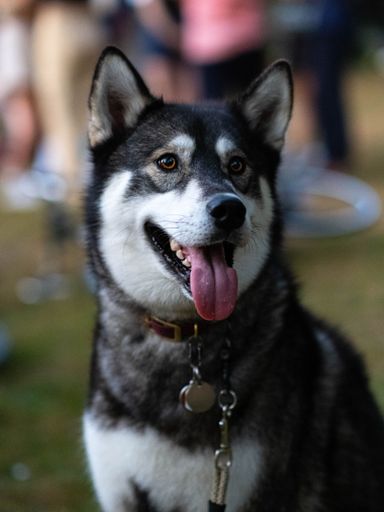 A vertical shot of a black and white Siberian Husky outdoors with its tongue out