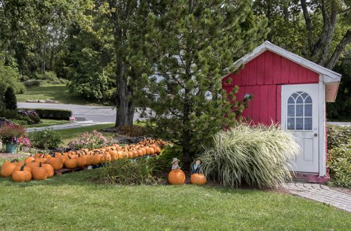 Many pumpkins in the yard of a small flower