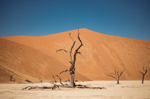 A deciduous tree in the sandy desert in Namibia