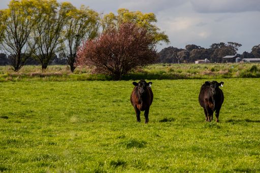 Brown cows (Bos taurus) resting in a green field with trees in the background on a cloudy day
