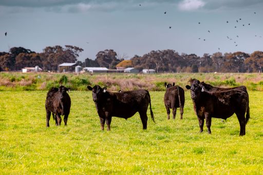 A herd of brown cows (Bos taurus) resting in a green field with trees and a village in the background
