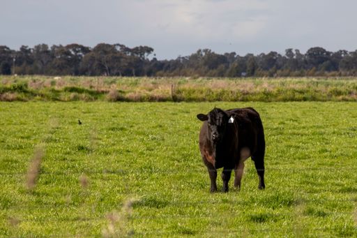 A brown cow (Bos taurus) resting in a green field with trees in the background on a cloudy day