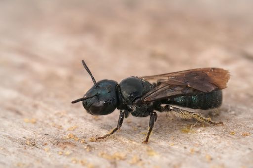 A closeup of a small black carpenter bee, Ceratina cyanea