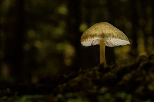 A closeup shot of a white single mushroom in the forest with dark bokeh background