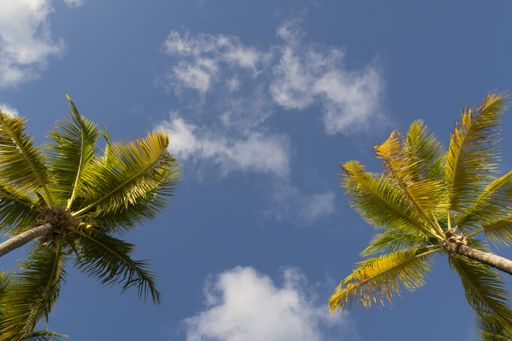 A low angle shot of two palms under the sky with a few clouds