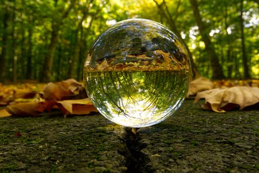 A closeup shot of a clear glass ball reflecting the view in a forest with fallen leaves